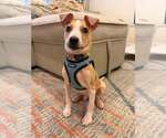 Small Photo #7 Jack Russell Terrier-Unknown Mix Puppy For Sale in New York, NY, USA