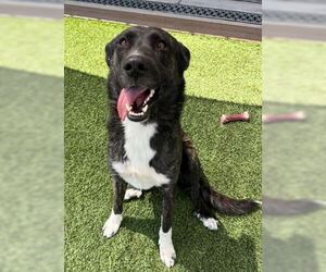 Medium Dutch Shepherd  Mix