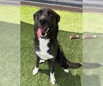Small Dutch Shepherd  Mix