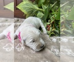Small #4 Golden Retriever