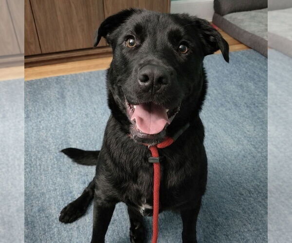 Medium Photo #1 Labrador Retriever-Unknown Mix Puppy For Sale in Boston, MA, USA
