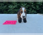 Small #2 Basset Hound