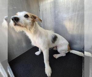 Mutt Dogs for adoption in San Antonio, TX, USA