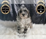 Puppy Champ AKC Poodle (Toy)