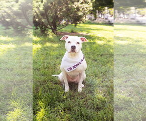 Cortina - Female Mutt Dog for Adoption - Photo #5
