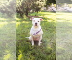 Small Photo #5 Mutt Puppy For Sale in Crete, IL, USA