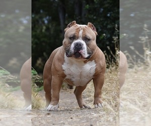 Father of the American Bully puppies born on 07/05/2022