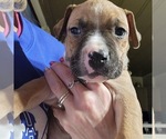 Small Photo #5 American Bully Puppy For Sale in WILLIAMSVILLE, IL, USA