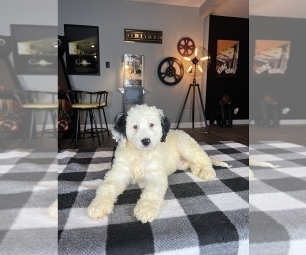 Medium Photo #3 Bernedoodle (Miniature) Puppy For Sale in FRANKLIN, IN, USA