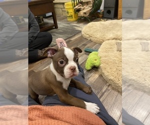 Boston Terrier Puppy for sale in FREDONIA, KS, USA