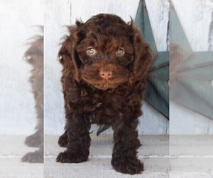 Cock-A-Poo Puppy for sale in FREDERICKSBURG, OH, USA