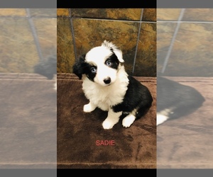 Miniature Australian Shepherd Puppy for sale in LUBBOCK, TX, USA