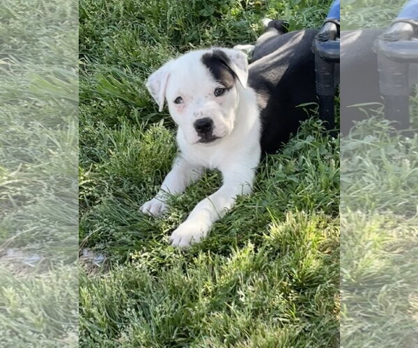 Medium Photo #1 American Pit Bull Terrier-Labrador Retriever Mix Puppy For Sale in Holly Springs, NC, USA