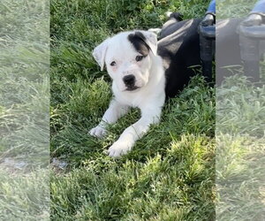 American Pit Bull Terrier-Labrador Retriever Mix Dogs for adoption in Holly Springs, NC, USA