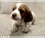 Small #10 Brittany