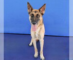 Small Photo #2 German Shepherd Dog Puppy For Sale in Pasadena, CA, USA
