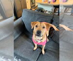 Small #5 Labrador Retriever Mix