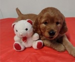 Puppy Pompom Golden Retriever