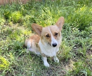 Mother of the Pembroke Welsh Corgi puppies born on 04/13/2023