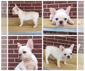 French Bulldog Puppy for sale in KATY, TX, USA