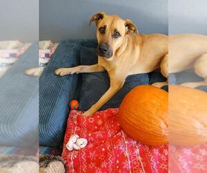 Black Mouth Cur-Unknown Mix Dogs for adoption in Frisco, CO, USA
