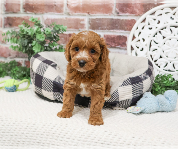 Medium Photo #2 Cavapoo (Miniature) Puppy For Sale in SYRACUSE, IN, USA