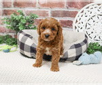 Small #1 Cavapoo (Miniature)