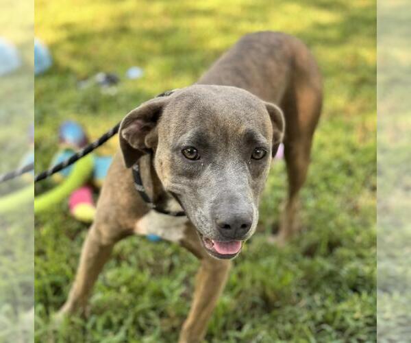 Medium Photo #2 Plott Hound-Unknown Mix Puppy For Sale in Yardley, PA, USA