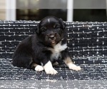 Small Photo #9 Miniature American Shepherd Puppy For Sale in DAWSON, GA, USA