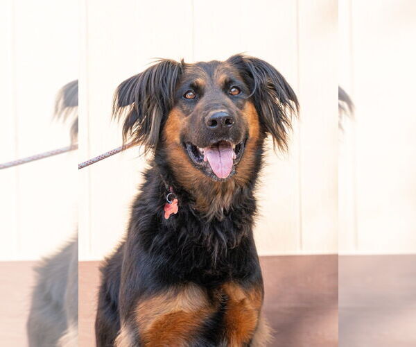 Medium Photo #2 German Shepherd Dog-Unknown Mix Puppy For Sale in Lake Forest, CA, USA