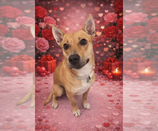 Medium Photo #5 Shiba Inu-Unknown Mix Puppy For Sale in Springdale, PA, USA