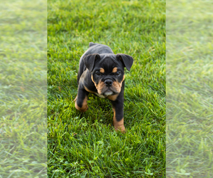 English Bulldog-Olde English Bulldogge Mix Puppy for sale in MILFORD, IN, USA