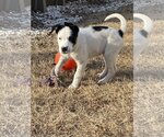 Small Photo #5 Australian Shepherd-Unknown Mix Puppy For Sale in Hillsboro, MO, USA
