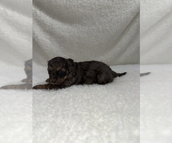 Medium Photo #4 Cavapoo mix (+ Poodle Miniature) Puppy For Sale in MUNFORDVILLE, KY, USA