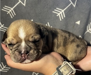 English Bulldog Puppy for sale in MERCED, CA, USA