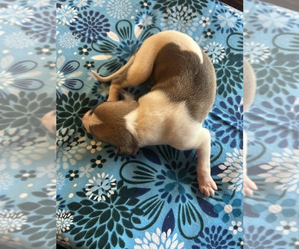 Medium Photo #1 Whippet Puppy For Sale in ONEIDA, TN, USA