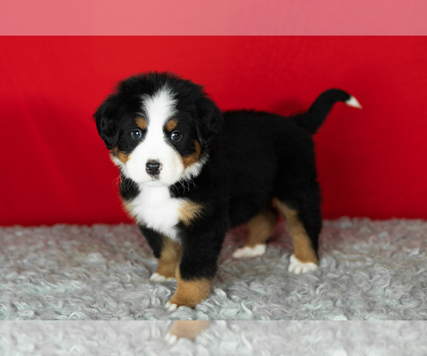 Medium Photo #15 Bernese Mountain Dog Puppy For Sale in MILLERSBURG, IN, USA