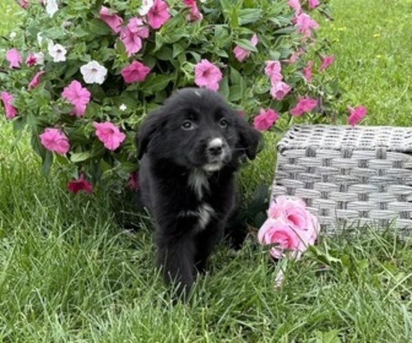 Medium Photo #5 Bernese Mountain Dog Puppy For Sale in THORP, WI, USA