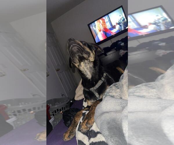 Medium Photo #6 Rottweiler-Unknown Mix Puppy For Sale in Sandy, UT, USA