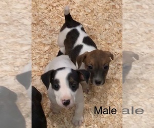 Jack Russell Terrier Puppy for sale in THREE RIVERS, MI, USA