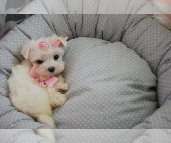 Medium Photo #2 Maltese Puppy For Sale in TAMPA, FL, USA