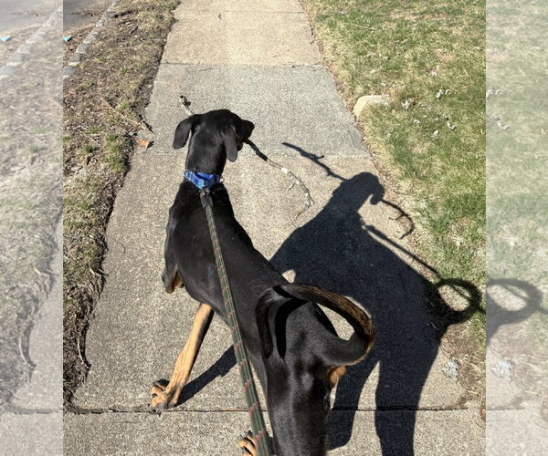 Medium Photo #19 Doberman Pinscher Puppy For Sale in Boonton, NJ, USA