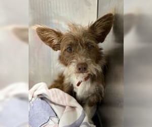 Mutt Dogs for adoption in Woodbury, NY, USA