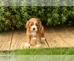 Cocker Spaniel Puppy for sale in NAPPANEE, IN, USA