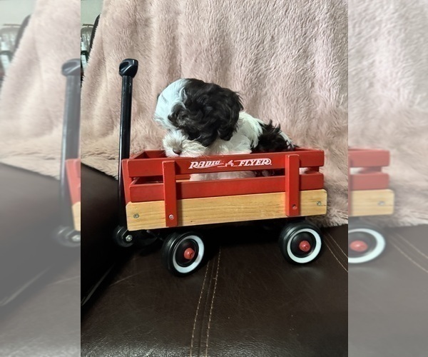 Medium Photo #3 Havanese Puppy For Sale in SATSUMA, FL, USA