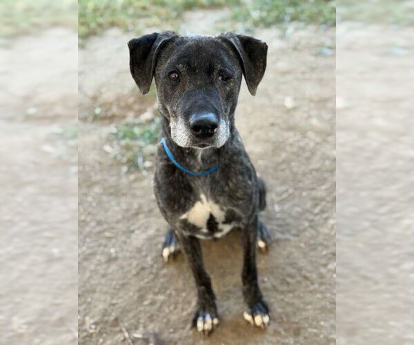 Medium Photo #2 American Pit Bull Terrier-Labrador Retriever Mix Puppy For Sale in Riverside, CA, USA