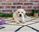 Small #3 Labrador Retriever