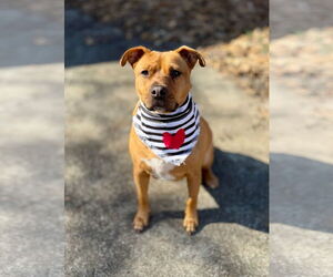 Staffordshire Bull Terrier-Unknown Mix Dogs for adoption in Calhoun, GA, USA