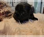 Small #1 Pom-Shi-Shih Tzu Mix