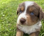 Puppy 3 Australian Shepherd